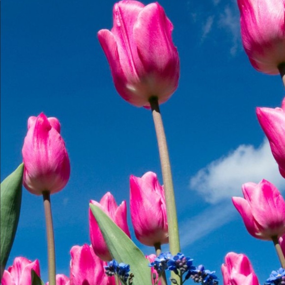 Meet your Posher, Ercile - Picture 2 of 2